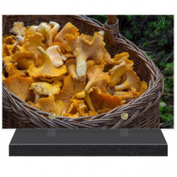 PLAQUE FUNÉRAIRE CHAMPIGNONS 20 cm X 30 cm FPFNX303