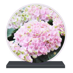 PLAQUE FUNÉRAIRE RONDE HORTENSIA ROSE 20 cm X 20 cm FPF2265