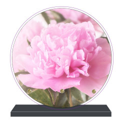 PLAQUE FUNÉRAIRE RONDE FLEURS PIVOINE 20 cm X 20 cm FPF2268