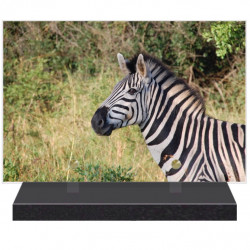 PLAQUE FUNÉRAIRE ANIMAUX ZEBRE 20 cm X 30 cm FPFNX108