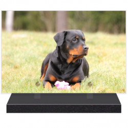 PLAQUE FUNÉRAIRE CHIEN ROTTWEILLER 20 cm X 30 cm FPFW00153