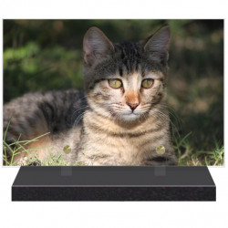 PLAQUE FUNÉRAIRE CHAT TOYGER 20 cm X 30 cm FPFW00237