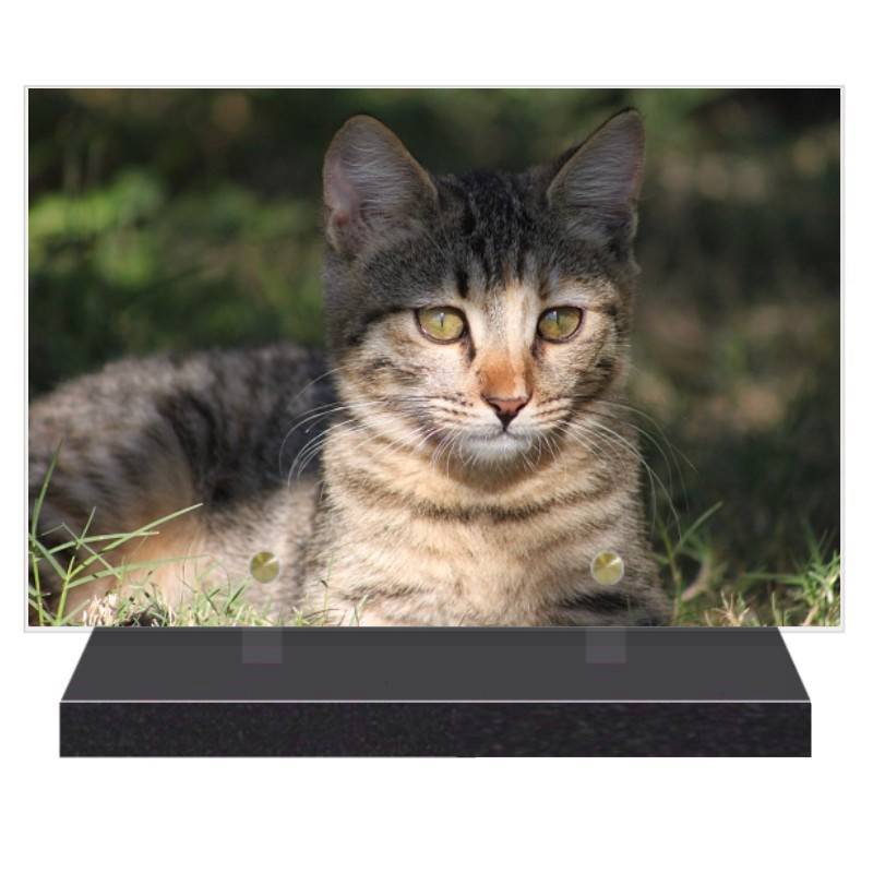 PLAQUE FUNÉRAIRE CHAT TOYGER 20 cm X 30 cm FPFW00237